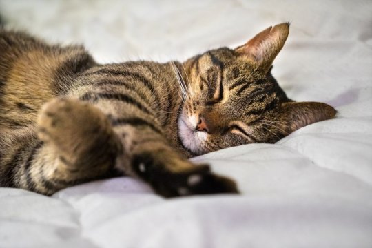 8 типових положень для сну котів і що вони насправді означають