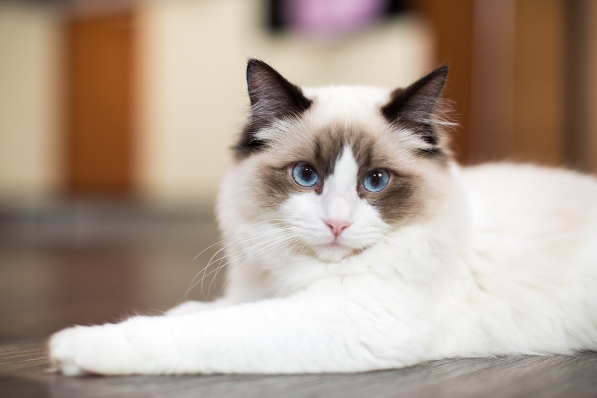 Красива молода біла чистокровна кішка Ragdoll з блакитними очима