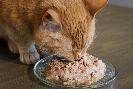Як змінити корм для кота за 10 простих кроків