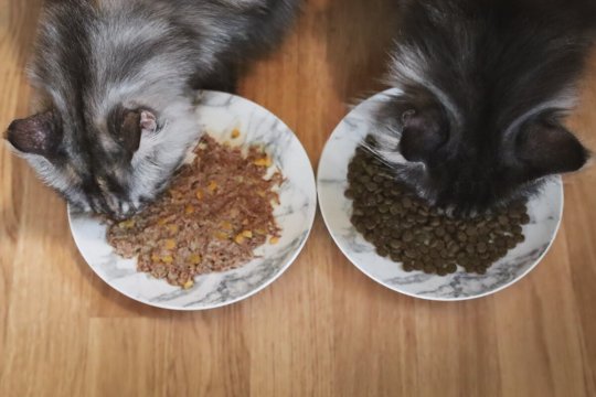 Як перевести кота з вологого корму на сухий