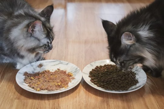 Вологий або сухий корм для котів: що краще?