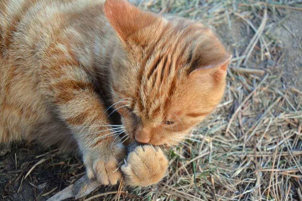 котячий цвях