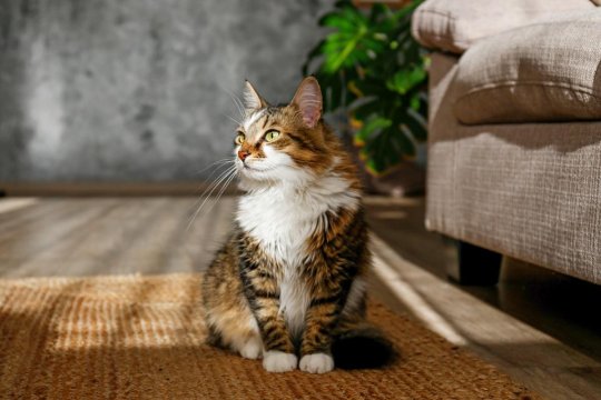 14 чудових довгошерстих порід котів