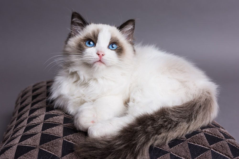 Кошеня Ragdoll на подушці дивиться вгору.