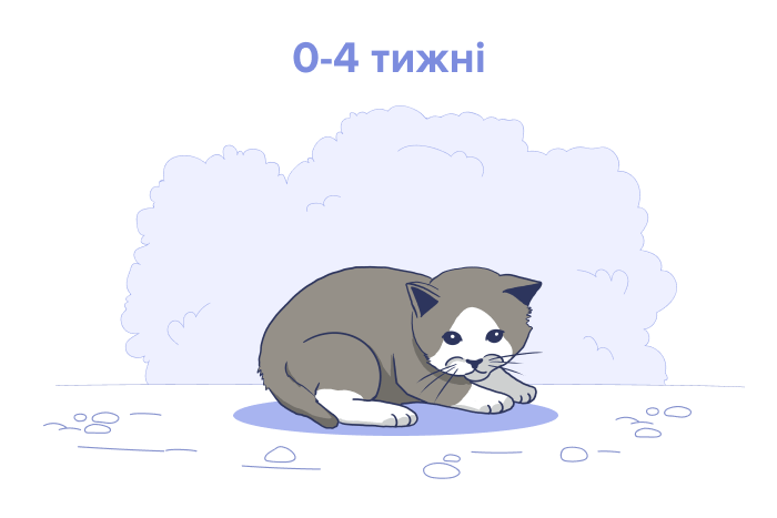 Новонароджене кошеня, вік: від 0 до 4 тижнів