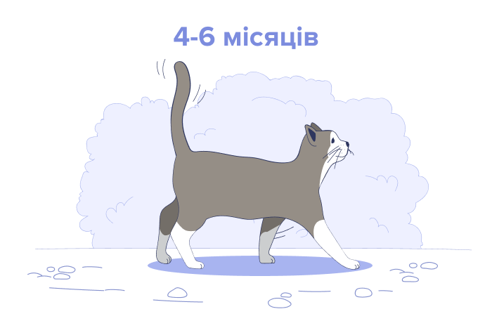 Кошеня 4-6 місяців