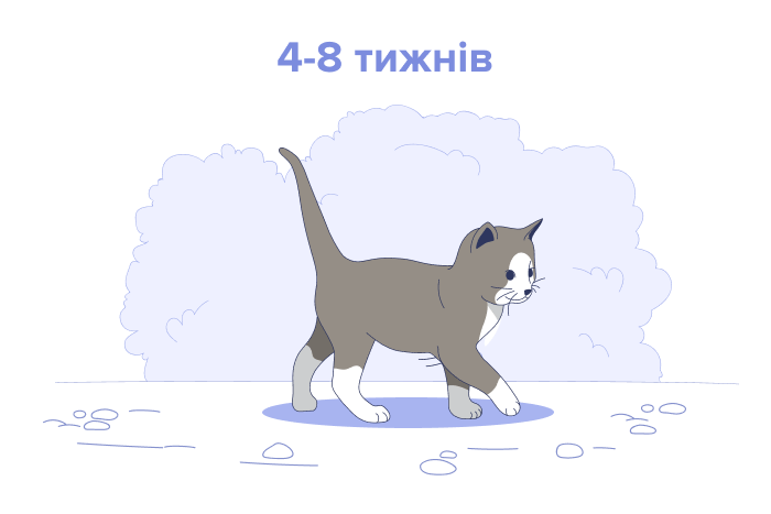 Кошеня віком від 4 до 8 тижнів