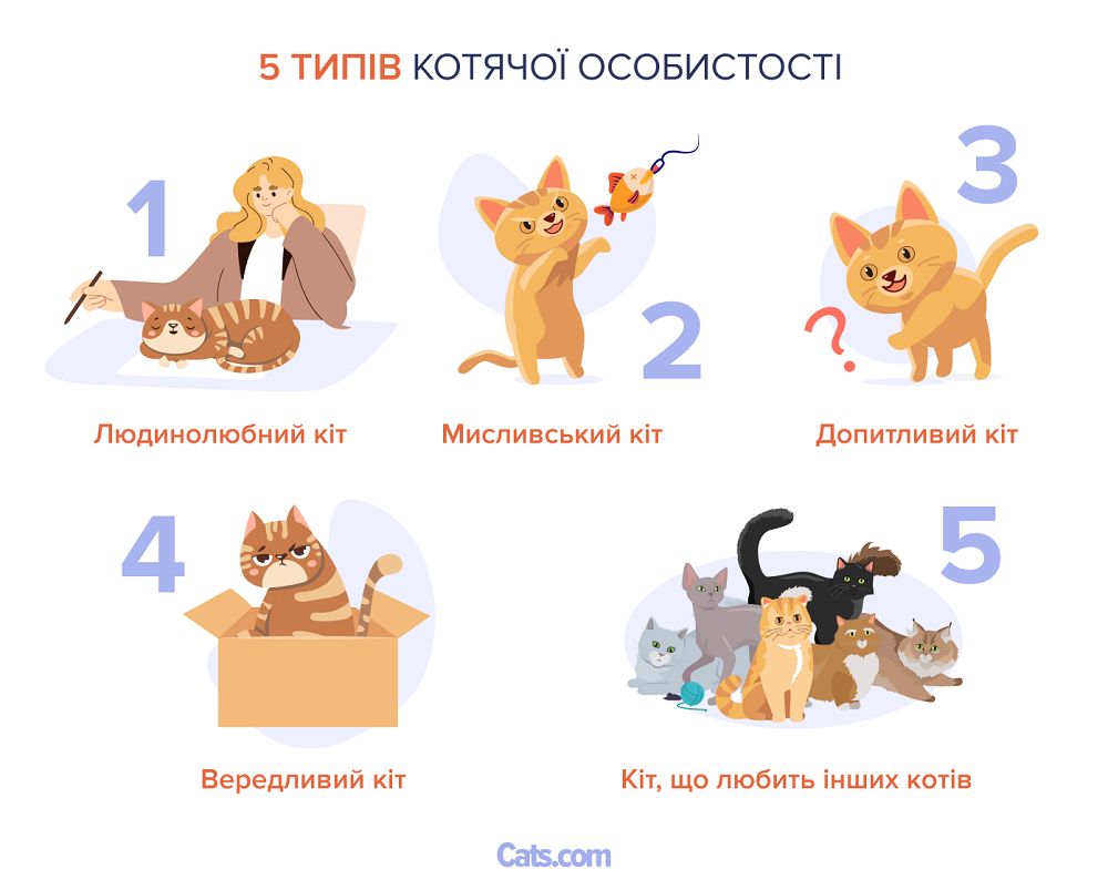 5 Спектр котячої особистості