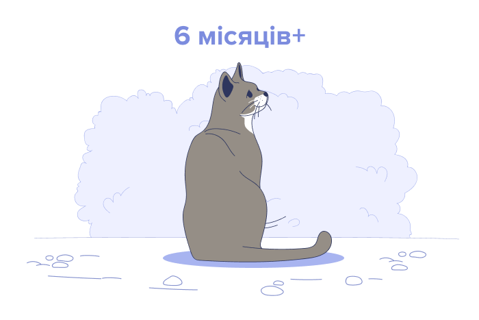 Від 6 місяців до 10-річних котів