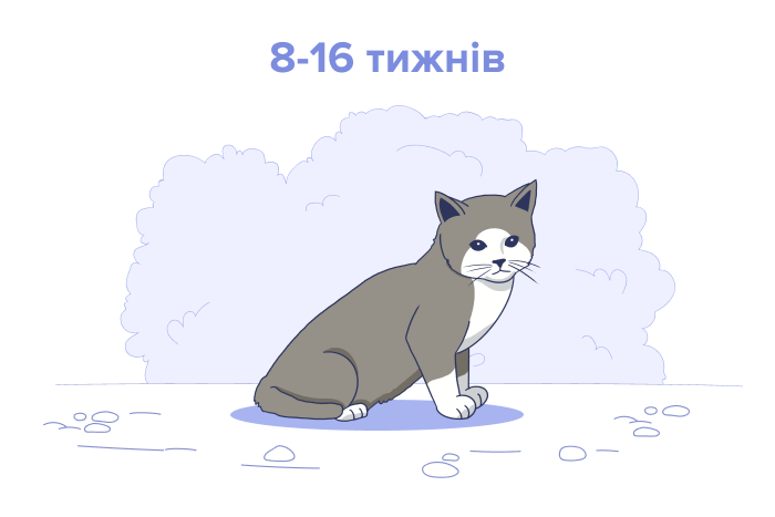 Кошеня віком від 8 до 16 тижнів