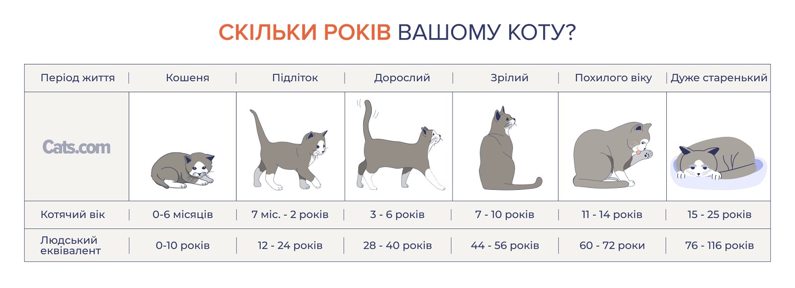 Таблиця віку котів: скільки років моєму коту?