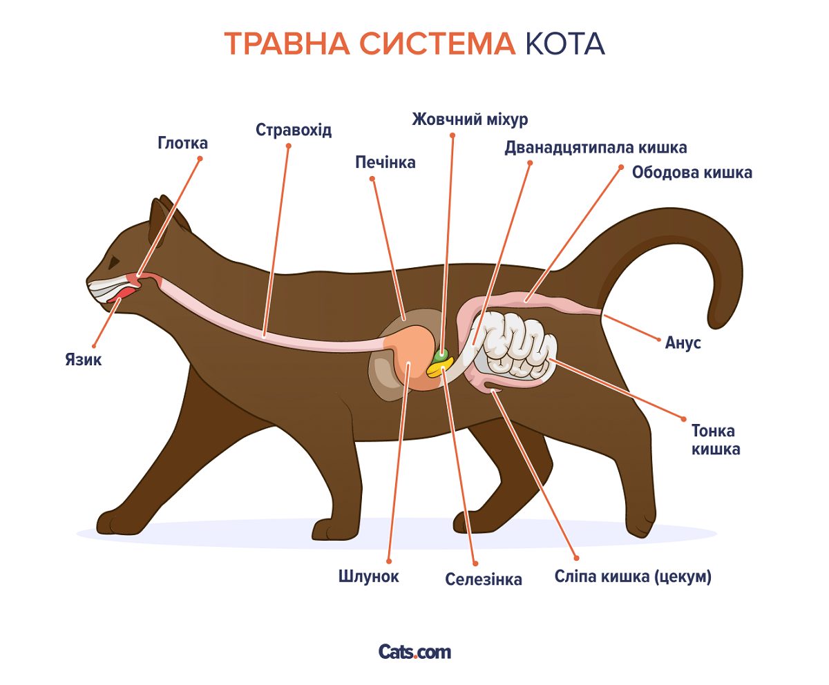 Анатомія травного тракту у кішок