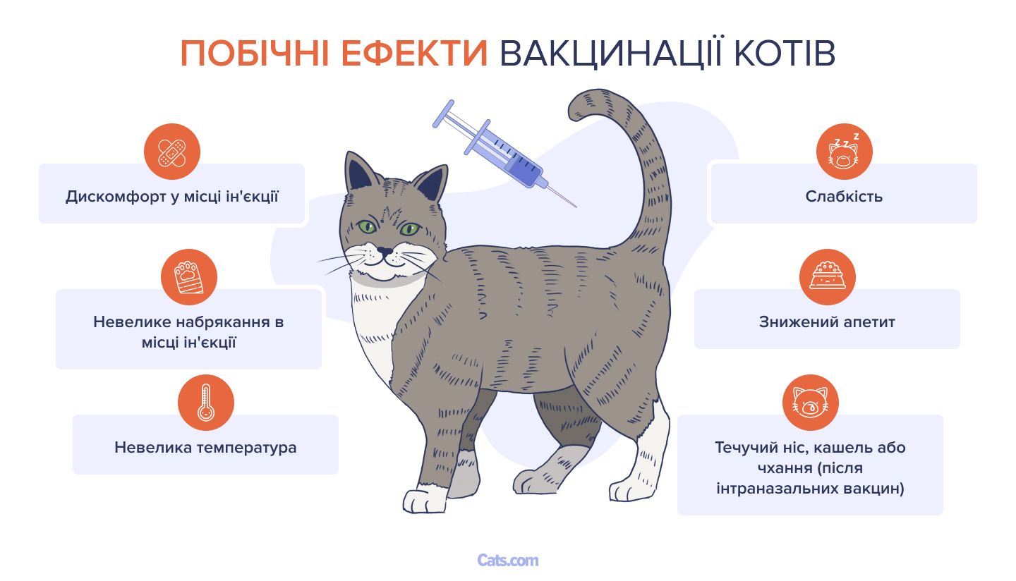 Побічні ефекти вакцинації котів