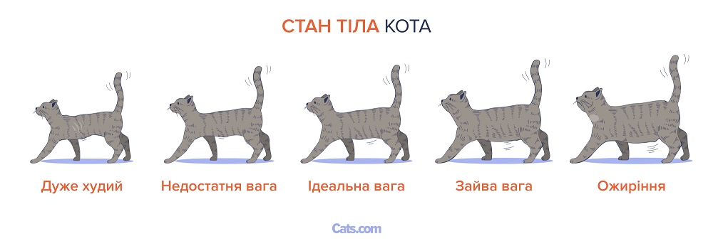 Таблиця ожиріння кота