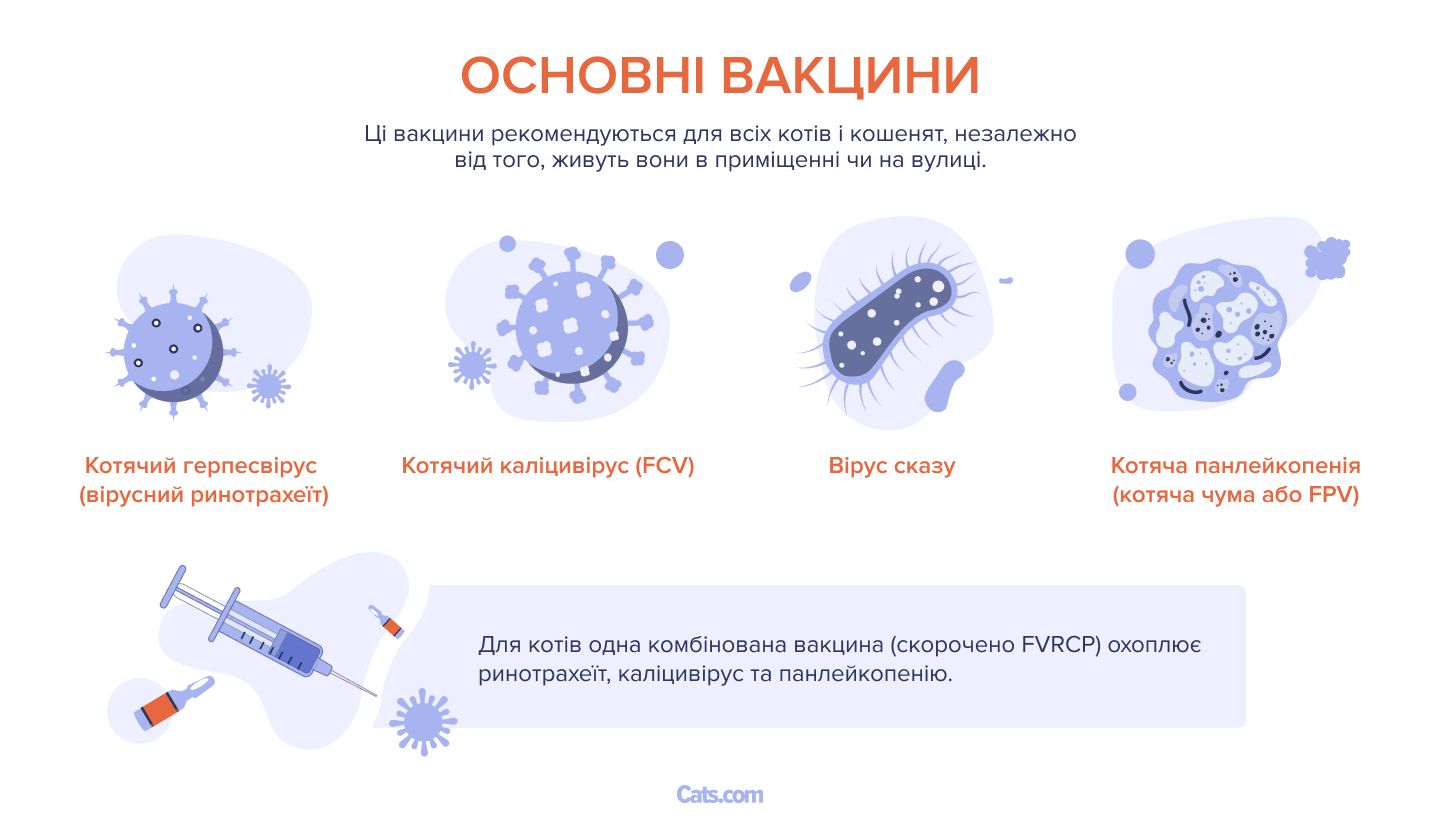 Які щеплення потрібні котам?