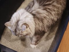 Ever-Clean-Unscented-Extra-Strength-Super-Premium-Clumping-Cat-Litter