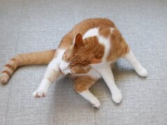 GoodVets Cat At Vet
