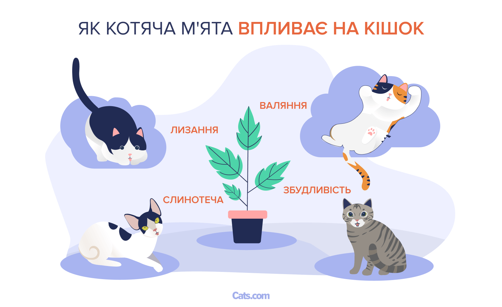 Що котяча м'ята робить з котами?