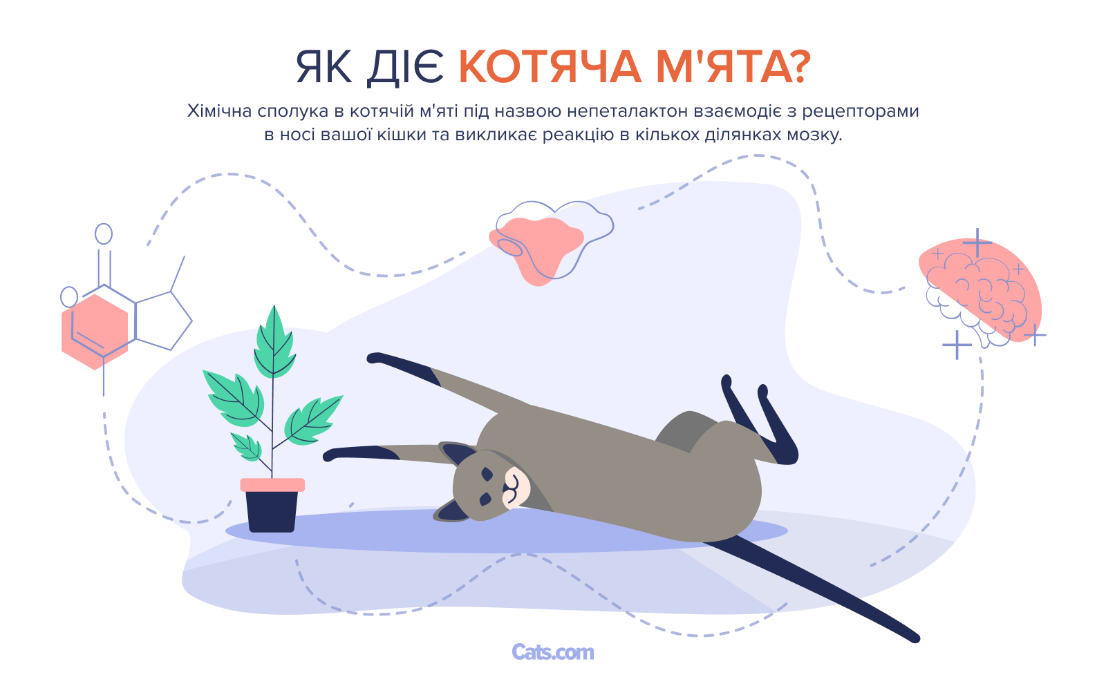 Як діє котяча м'ята?