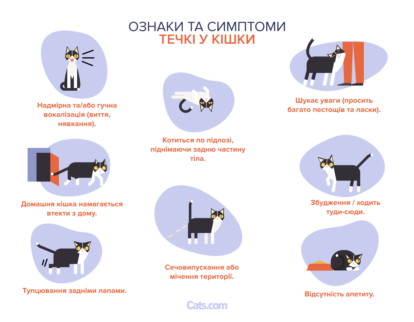 8 ознак того, що у вашої кішки тічка