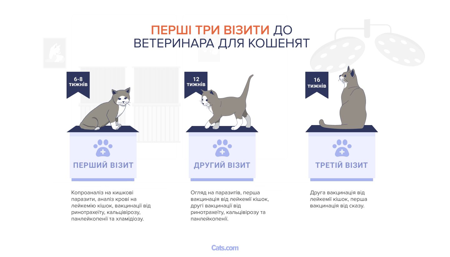 Перші три відвідування ветеринара для кошенят.