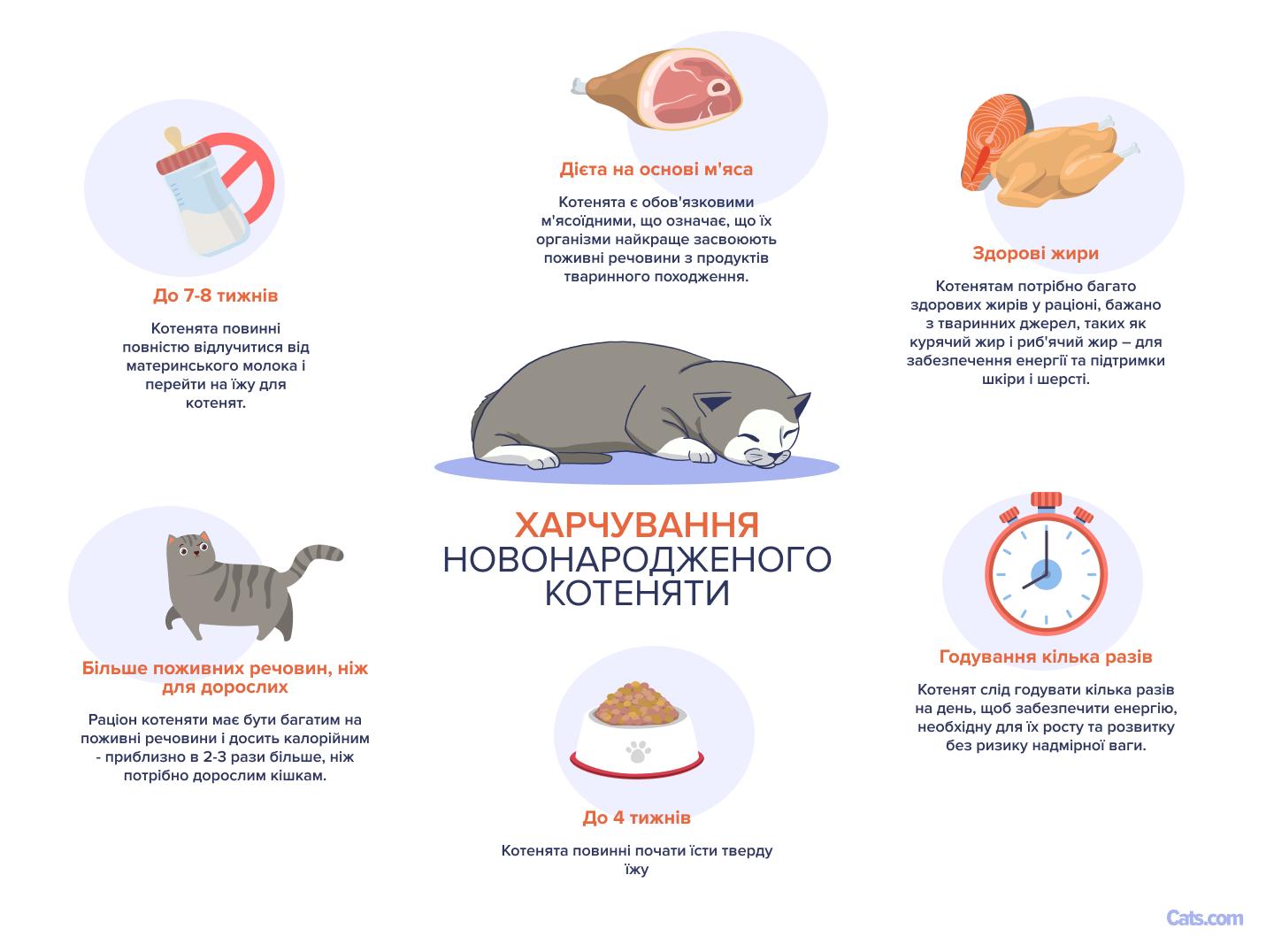 Зображення, пов’язане з розумінням харчових потреб новонароджених кошенят.