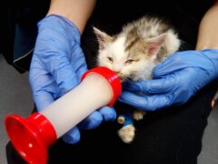 bottle feeding kitten