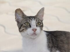 cat outside
