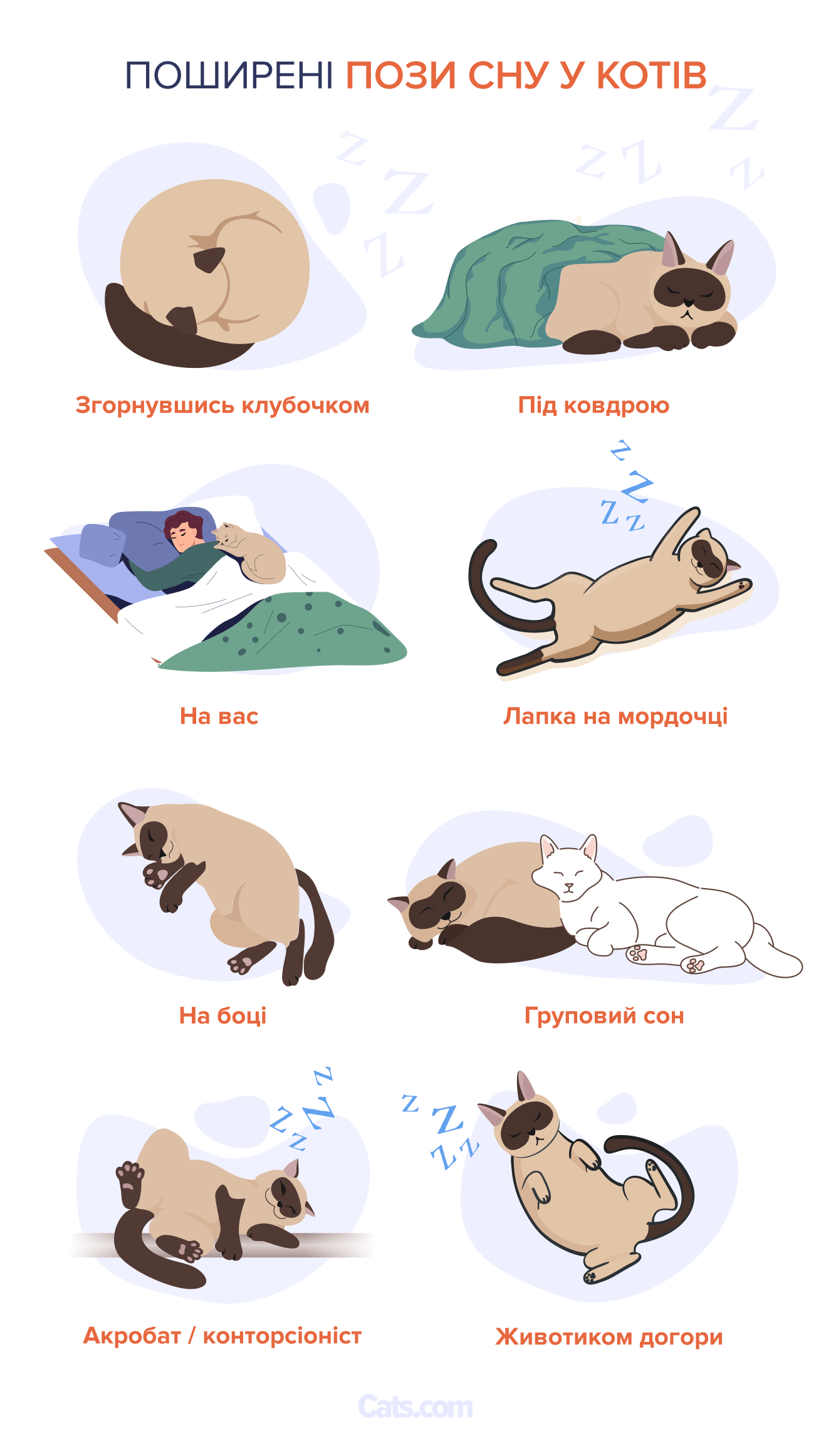 Таблиця положень кота під час сну