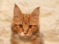 orange-cat