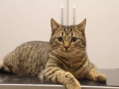 relax cat