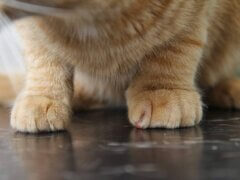 swollen cat paw
