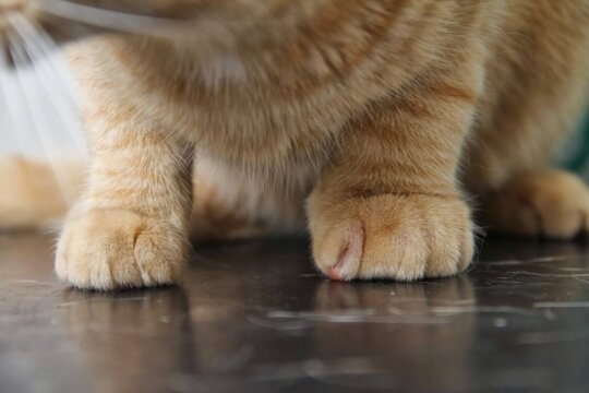 Як лікувати кота з опухлою лапою