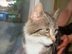 tabby cat