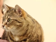 tabby cat looking sideways