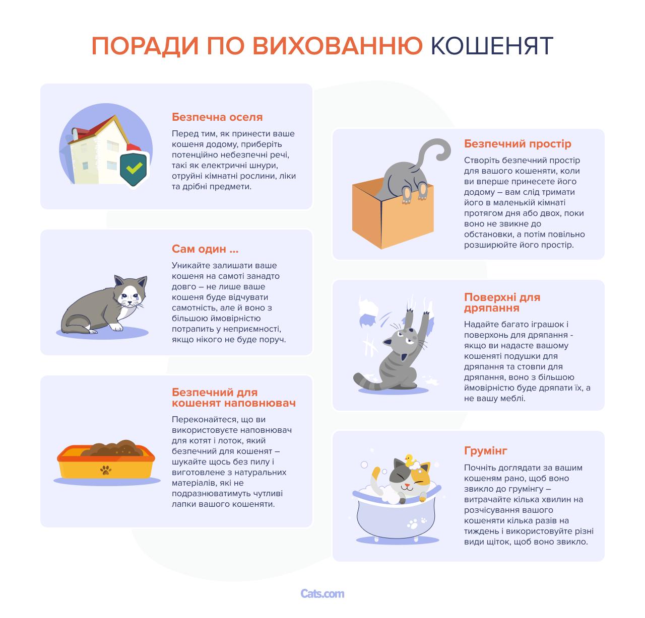 Зображення з основними порадами щодо виховання кошеня.