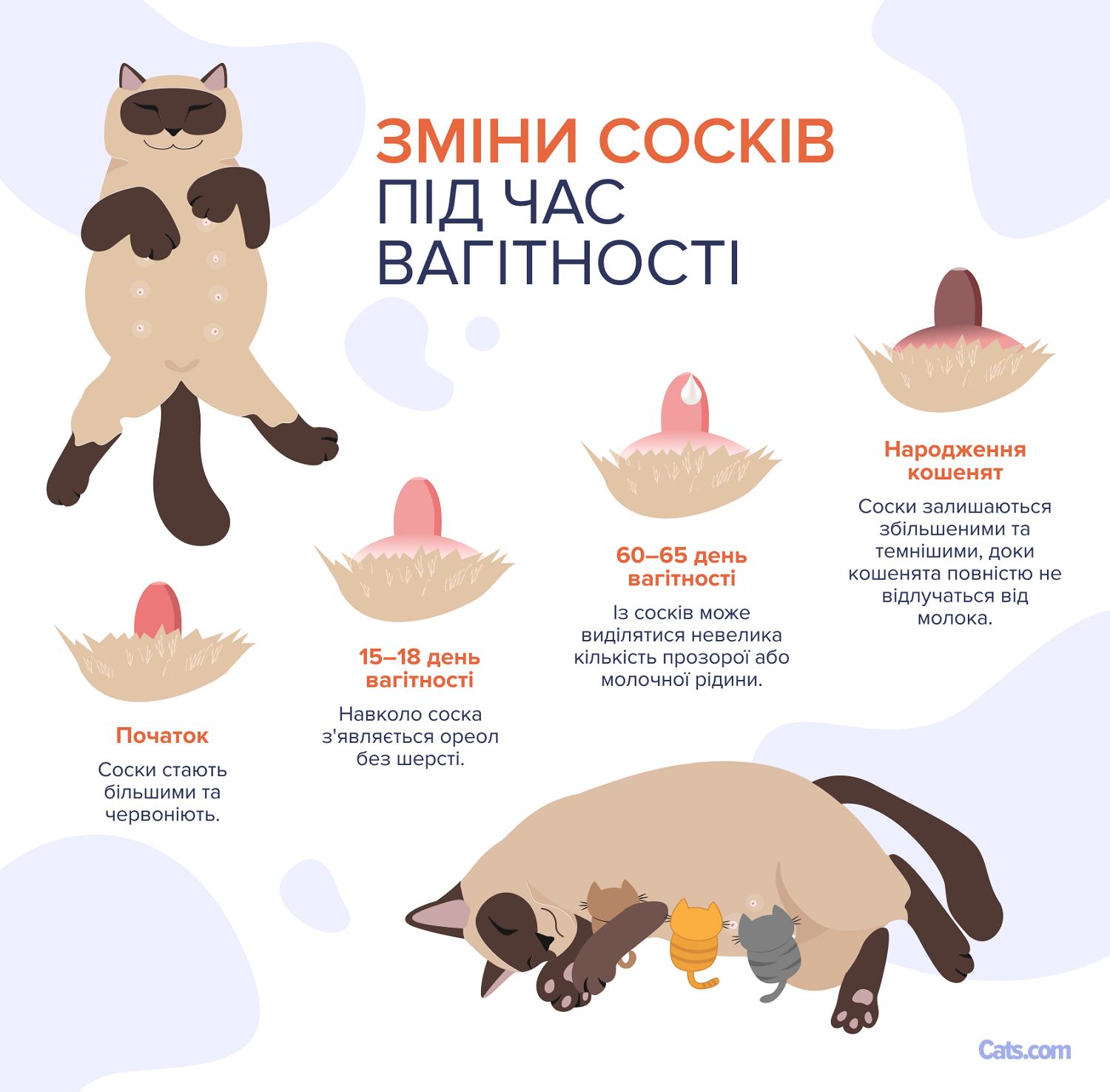 Зміни сосків під час вагітності