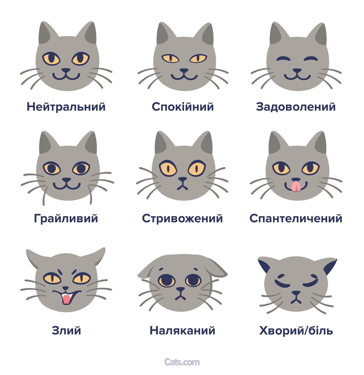 Котяча міміка