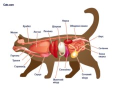 Котячі органи