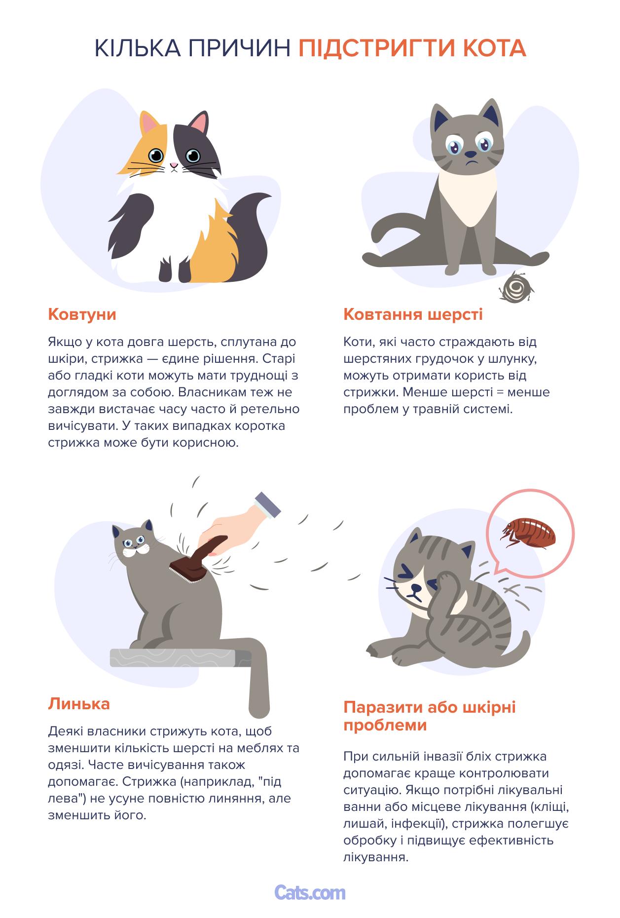 Причини голити турецького кота