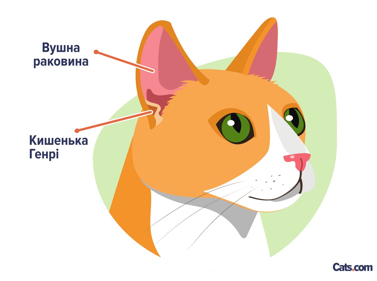 У кішок на вухах є особливість, яка називається «кишеня Генрі».