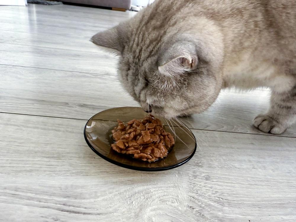 Sheba Select Slices with Ocean Fish in Sauce